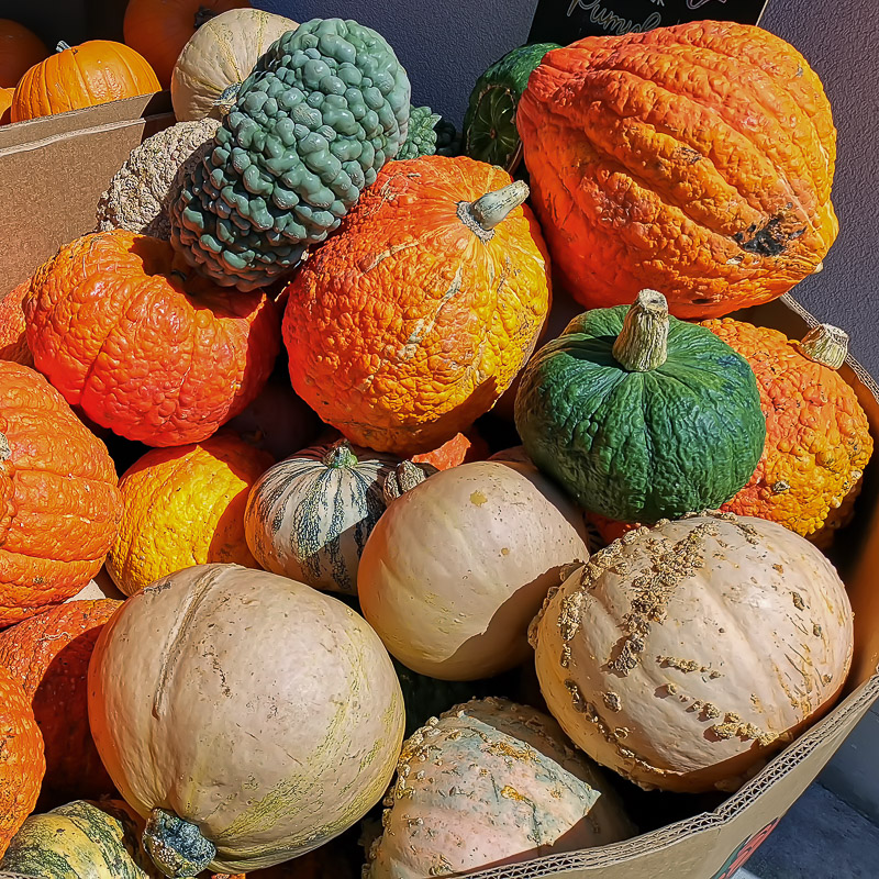 Assorted Squashes