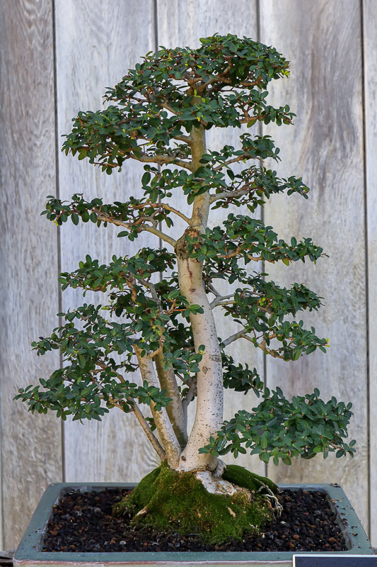 Bonsai 1