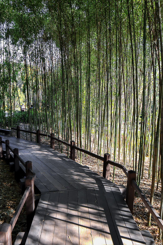 Bamboo 2