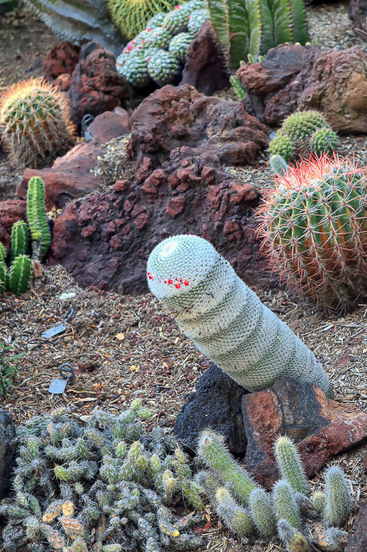  Desert Garden 2