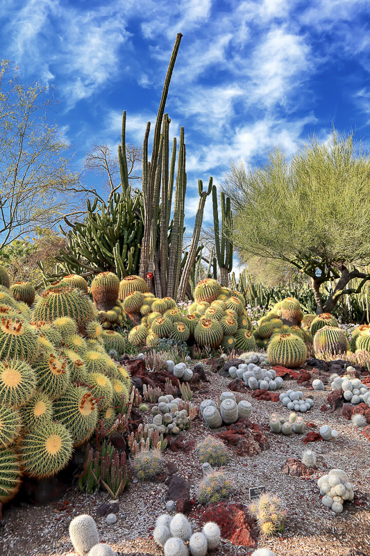 Desert Garden 5
