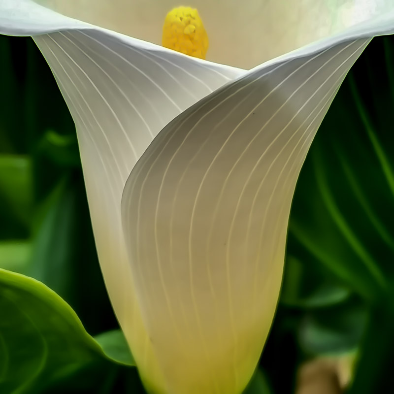 Calla Lily Once More