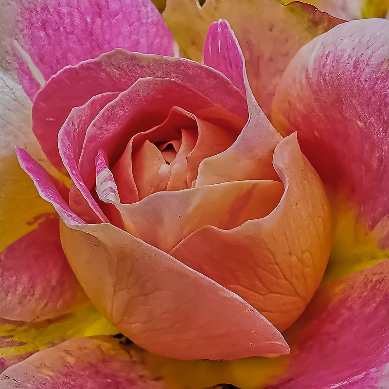 Double Delight Rose