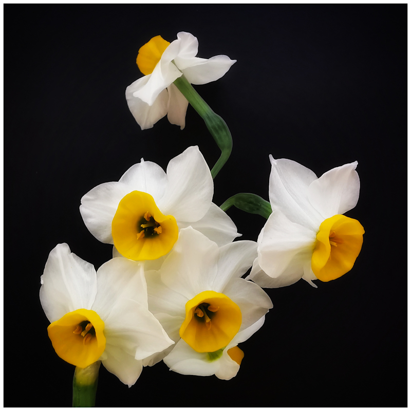 Narcissus