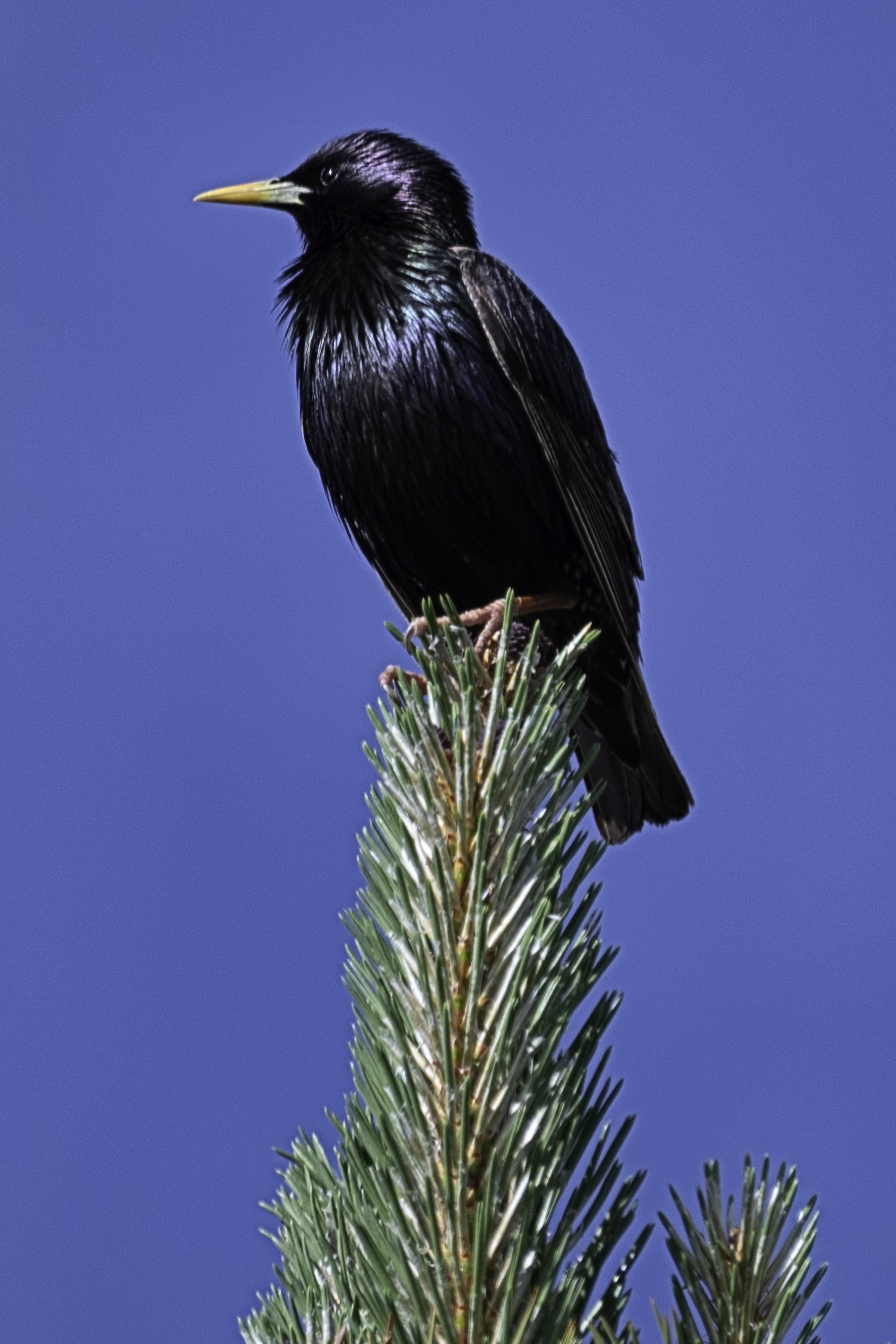 European Starling on Evergreen.jpg