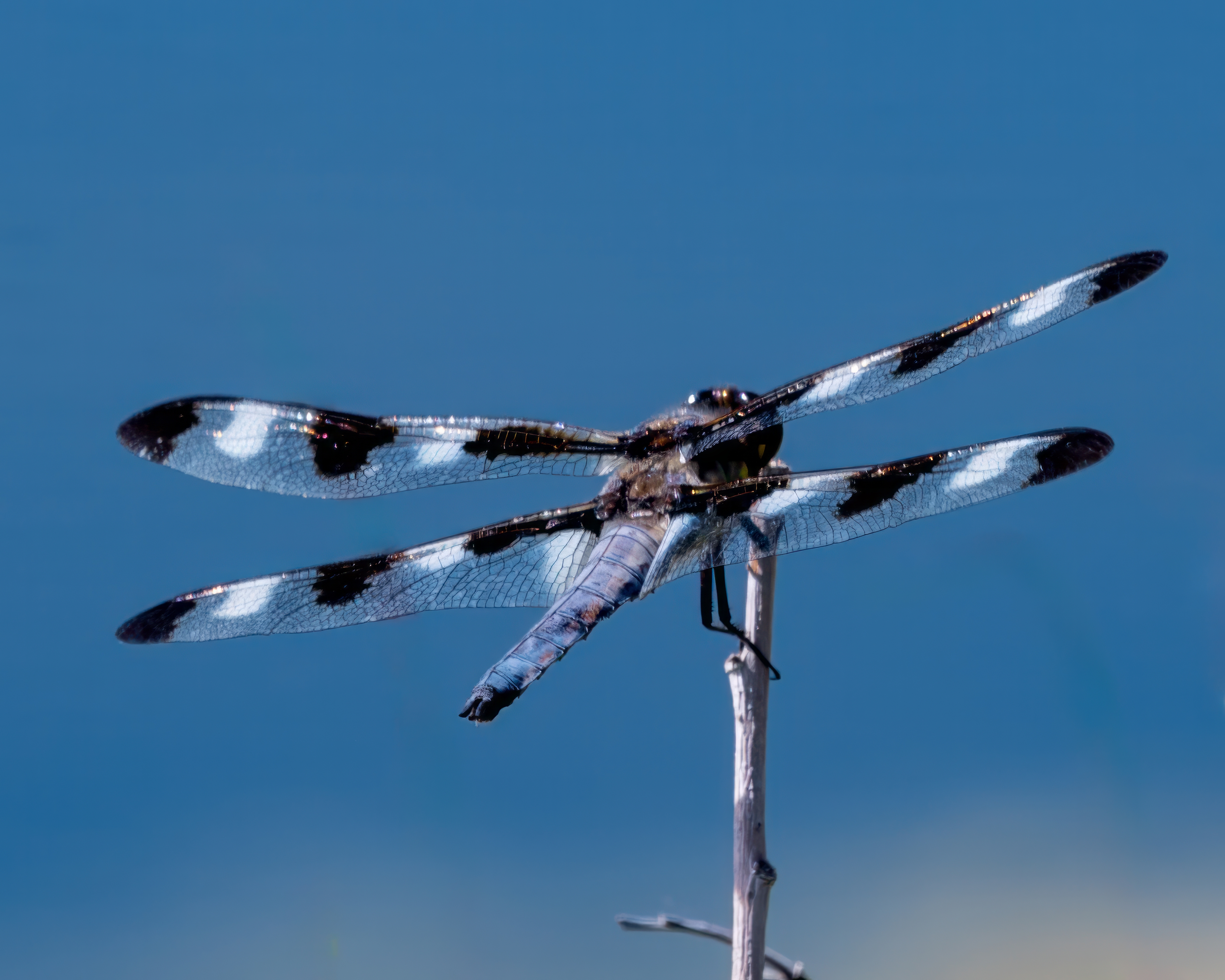 Twelve-spotted Skimmer (Libellula pulchella) Dragonfly