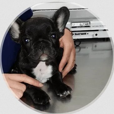 Looking online pet pain management Perrysburg| Perrysburganimalhospital.com