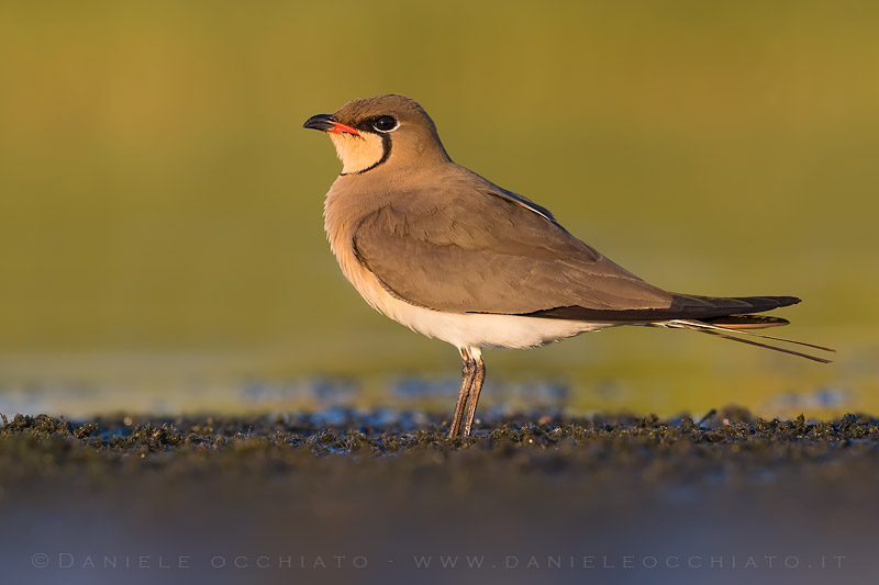 Collared Pratincole (Glareola pratincola)