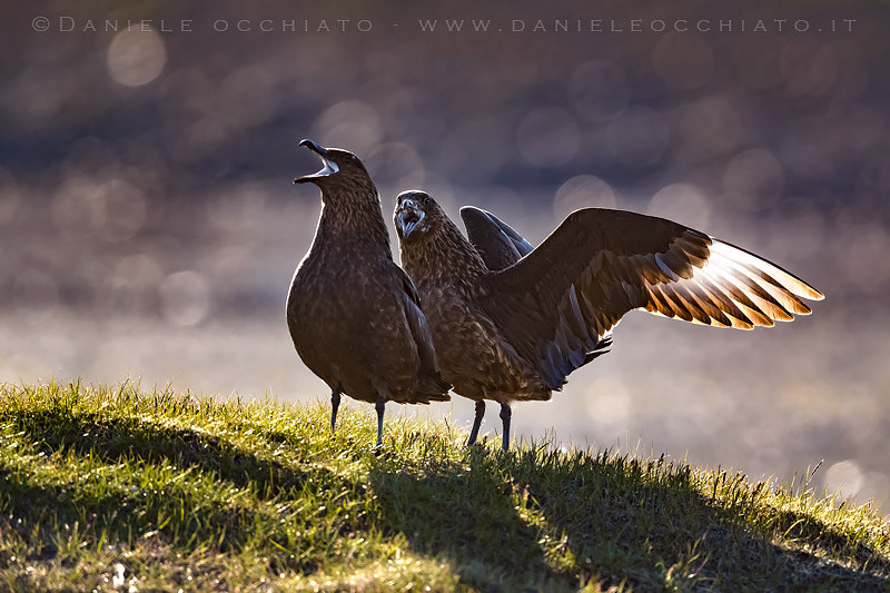 Great Skua (Catharacta skua)