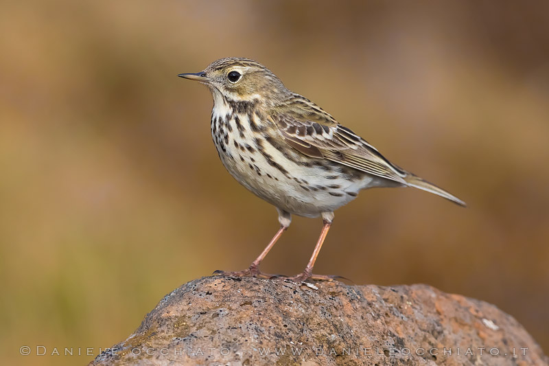 Meadow Pipit (Anthus pratensis)