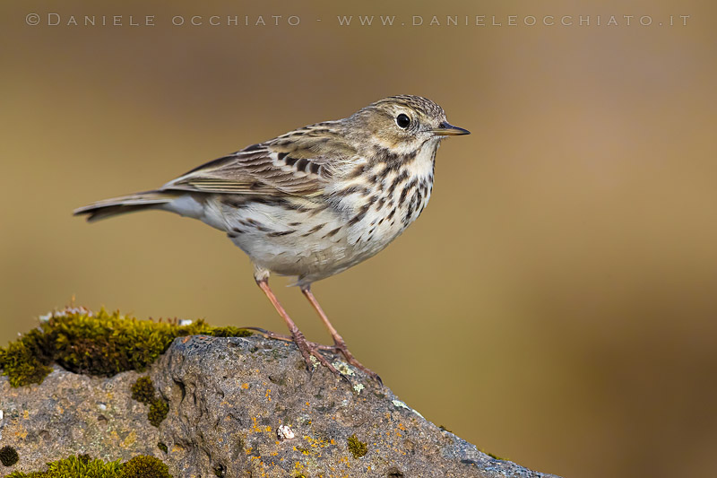 Meadow Pipit (Anthus pratensis)