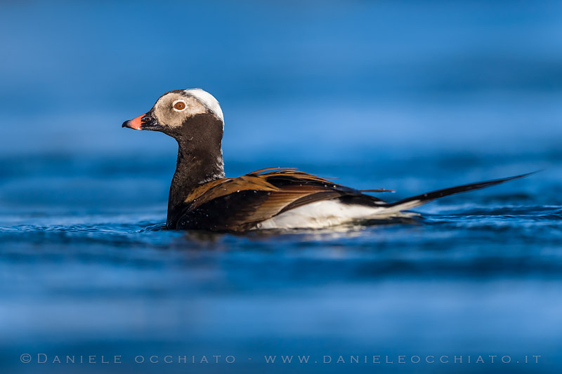 Long-tailed Duck (Clangula hyemalis)