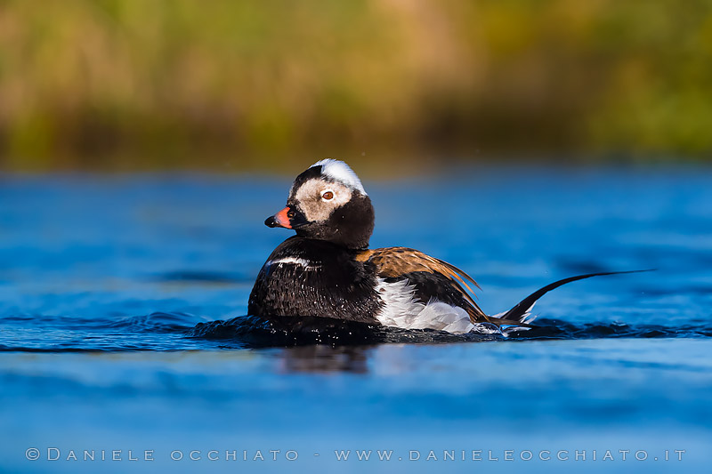 Long-tailed Duck (Clangula hyemalis)