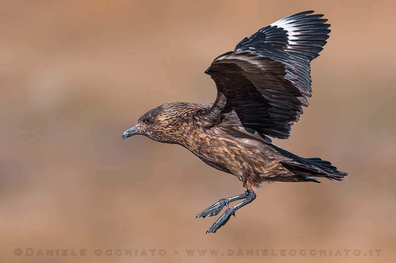 Great Skua (Catharacta skua)