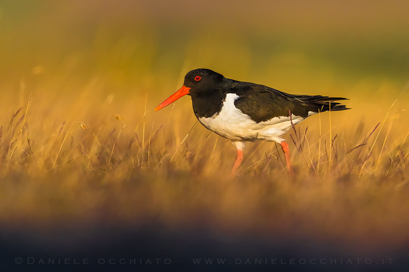 Eurasian Oystercatcher (Haematopus ostralegus)