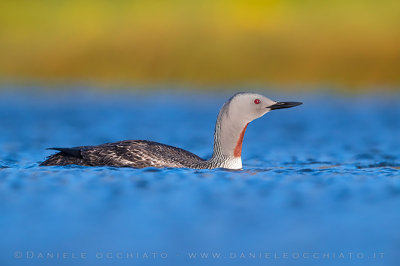 Red-throated Diver (Gavia stellata)