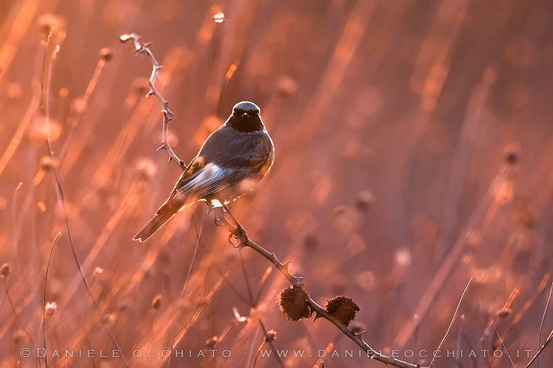 Black Redstart (Phoenicurus ochruros gibraltariensis)