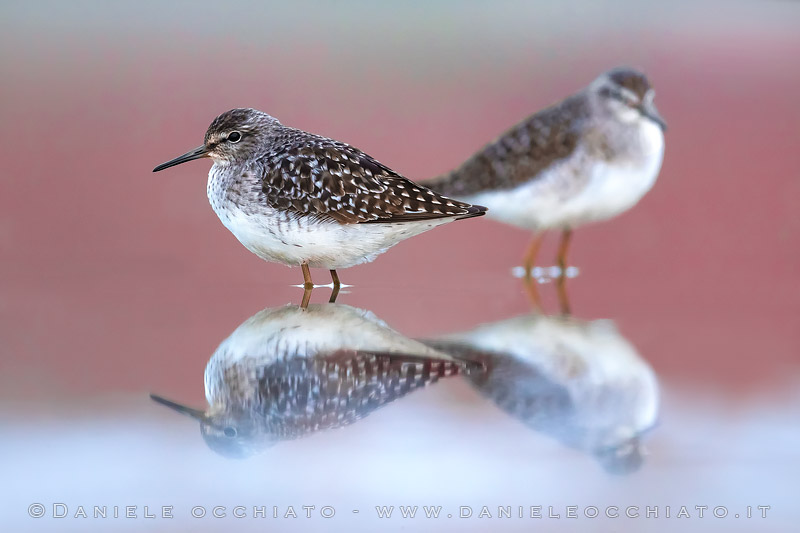 Wood Sandpiper (Tringa glareola)