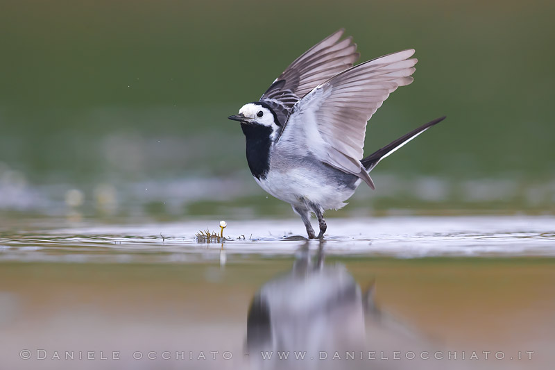 White Wagtail (Motacilla alba)