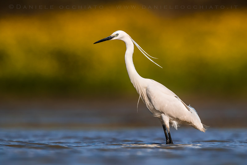 Little Egret (Egretta garzetta)