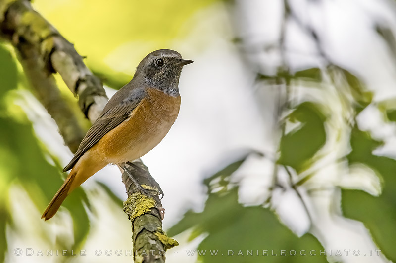 Common Redstart (Phoenicurus phoenicurus)