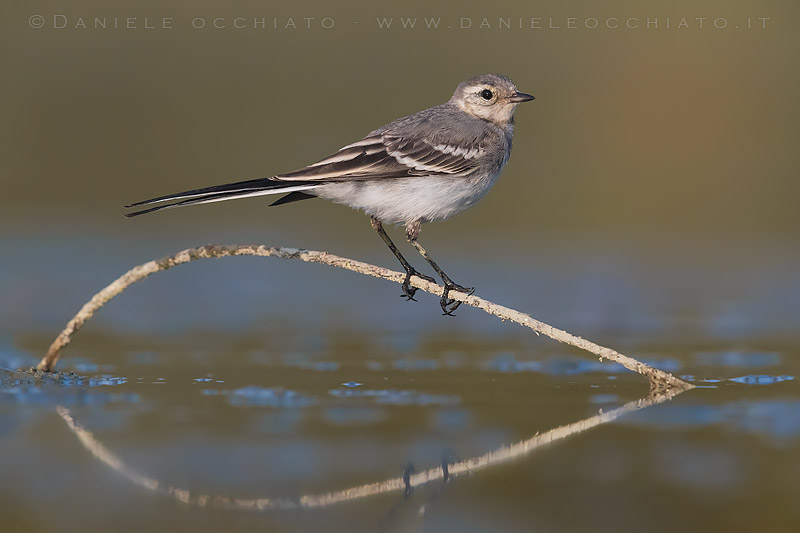 White Wagtail (Motacilla alba)