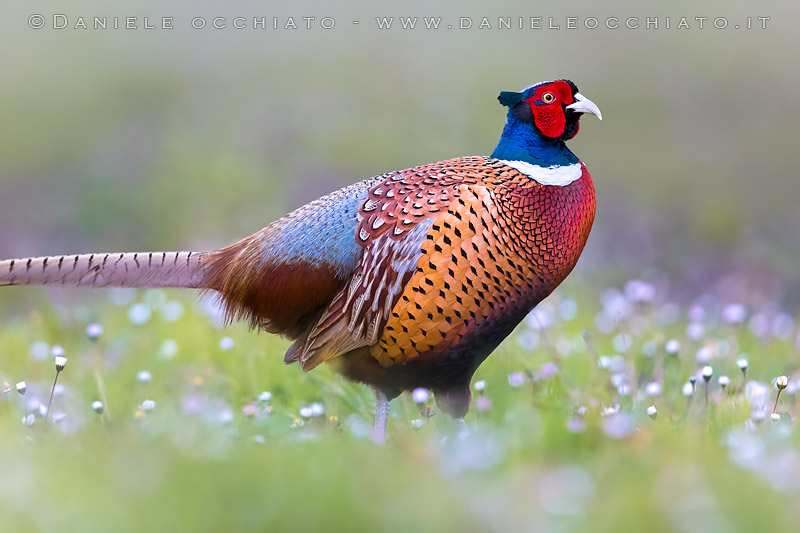 Ring-necked Pheasant (Phasianus colchicus)