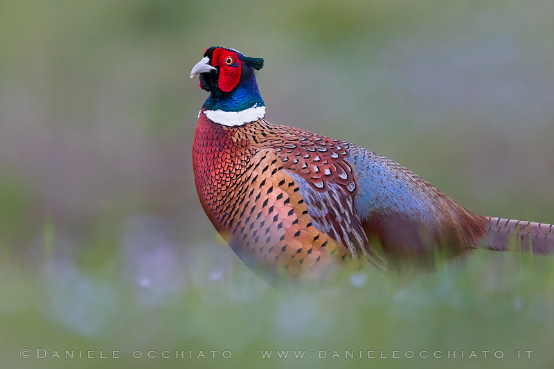 Ring-necked Pheasant (Phasianus colchicus)
