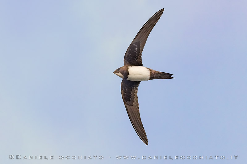 Alpine Swift (Tachymarptis melba)