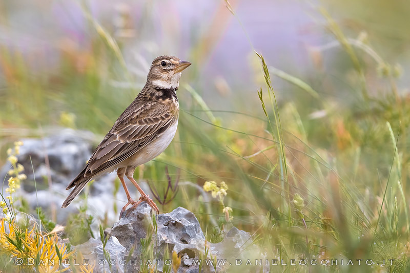 Calandra Lark (Melanocorypha calandra)