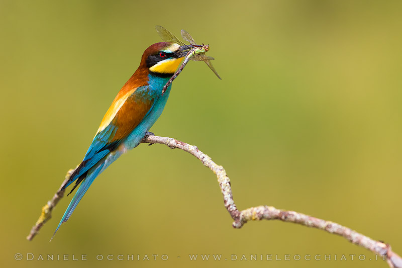 European Bee-eater (Meros apiaster)