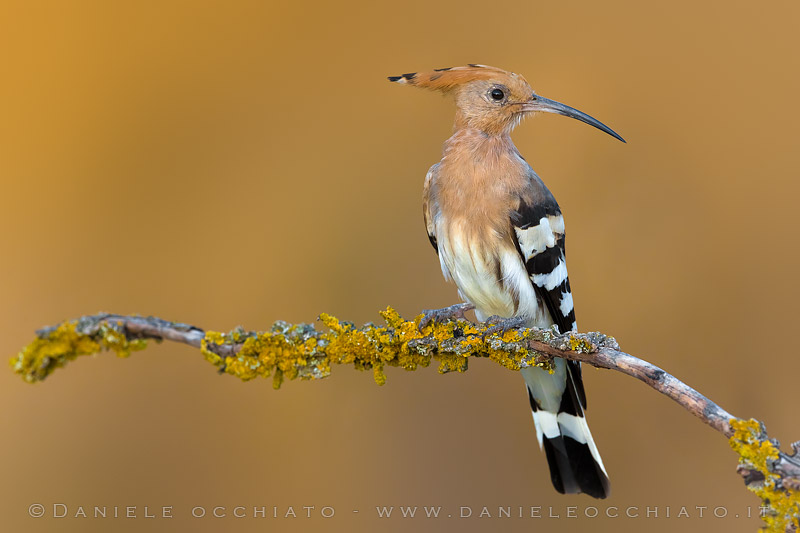 Hoopoe (Upupa epops)