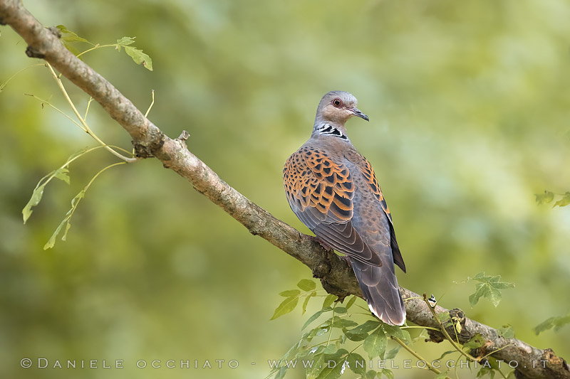 Turtle Dove (Streptopelia turtur)