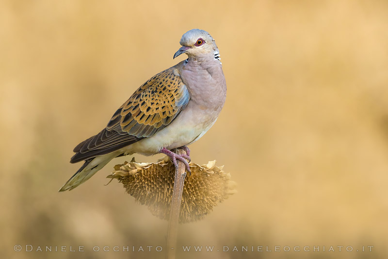 Turtle Dove (Streptopelia turtur)