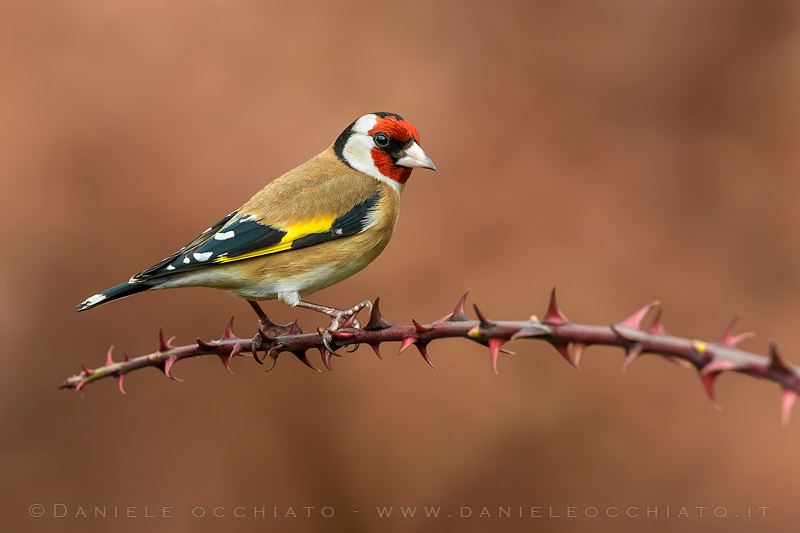 Eurasian Goldfinch (Carduelis carduelis)