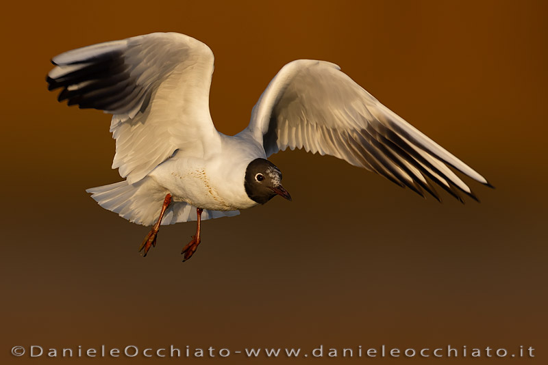 Common Black-headed Gull (Croicocephalus ridibundus)