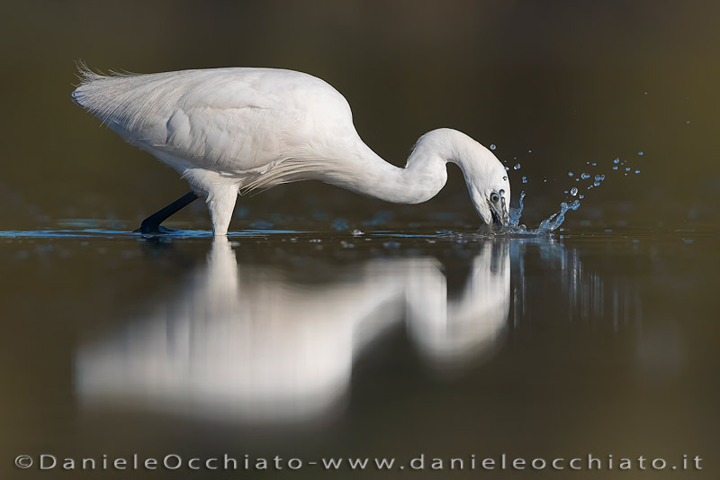 Garzetta; Little Egret; Egretta garzetta