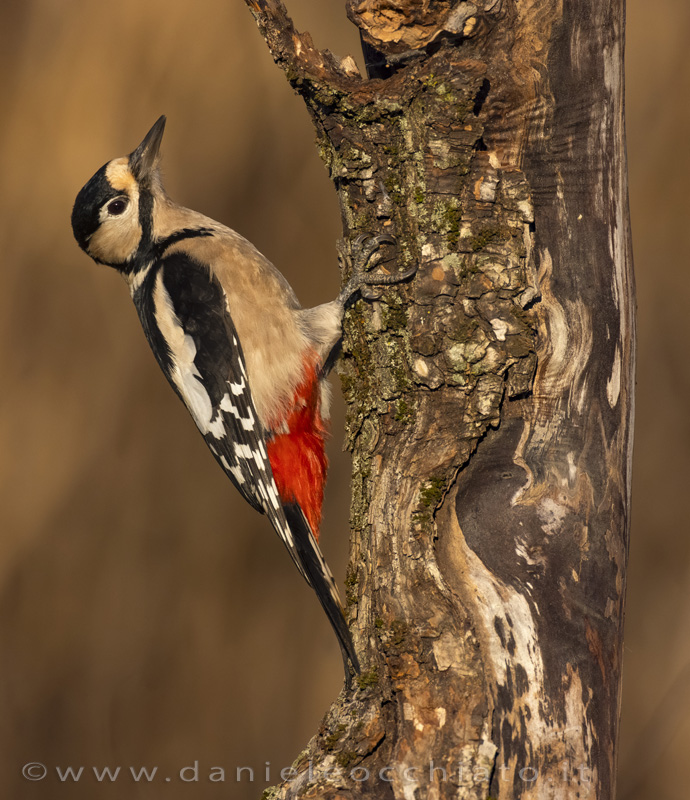 Picchio rosso maggiore; Great Spotted Woodpecker; Dendrocopos major
