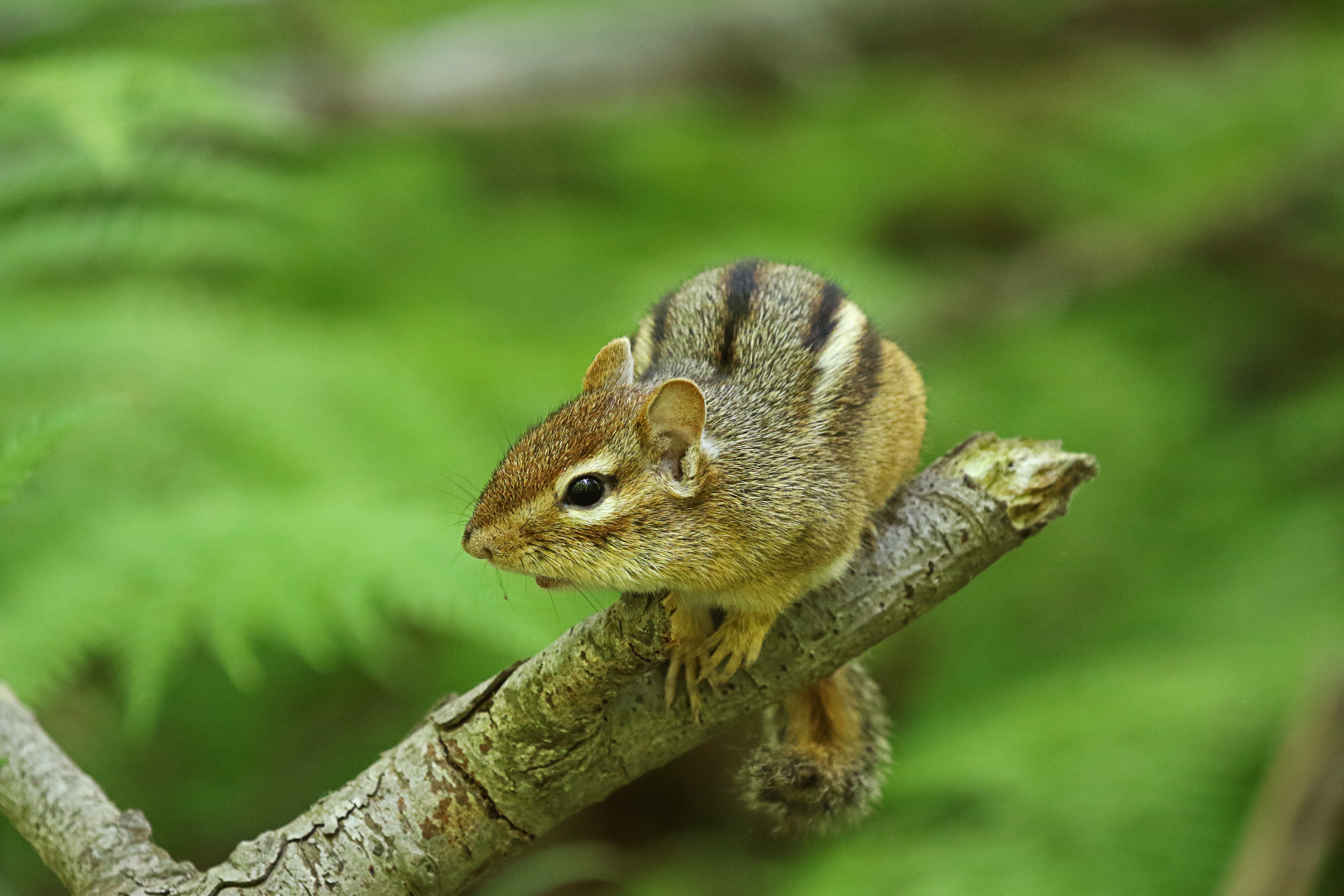 Eastern Chipmunk