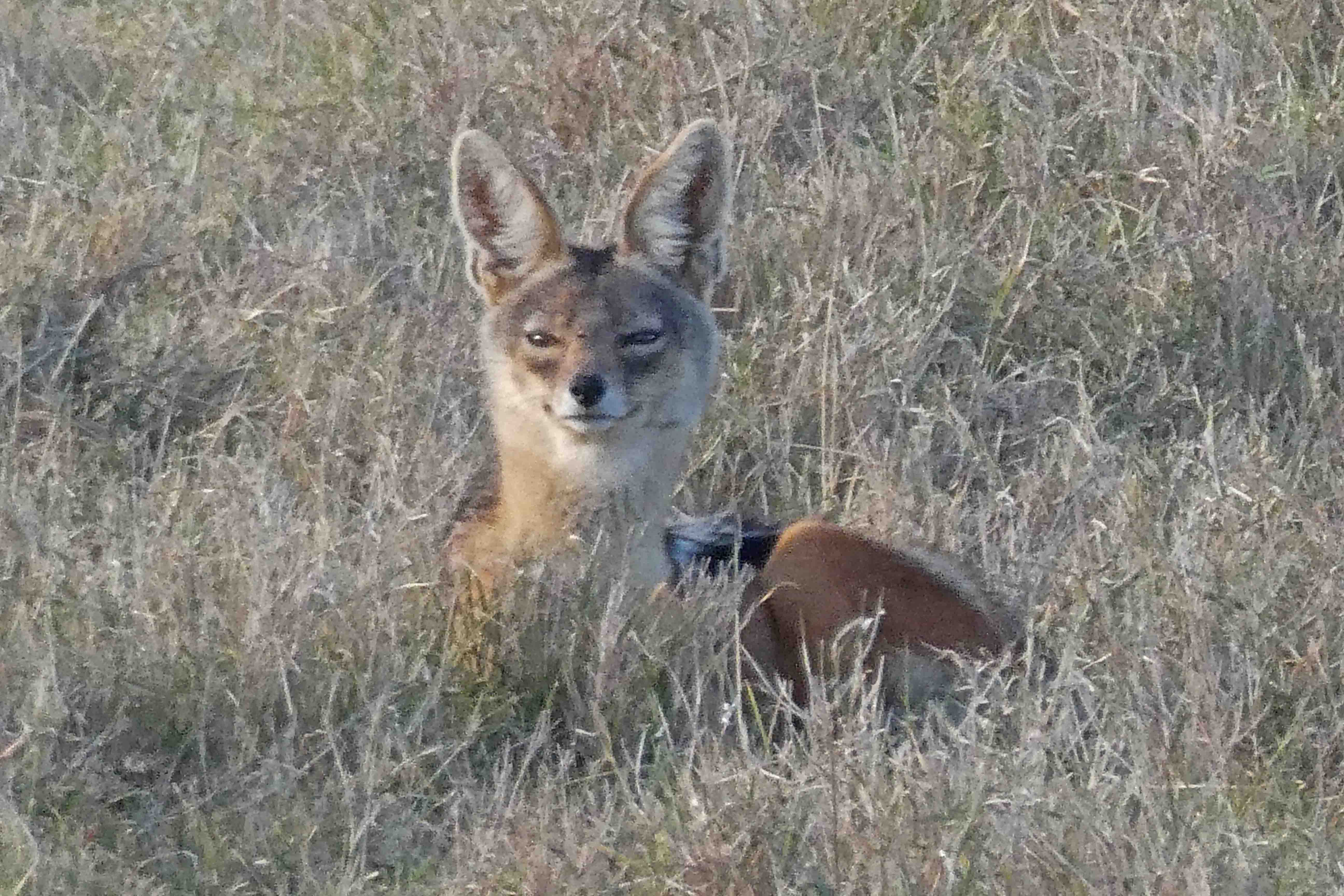 Mama Jackal