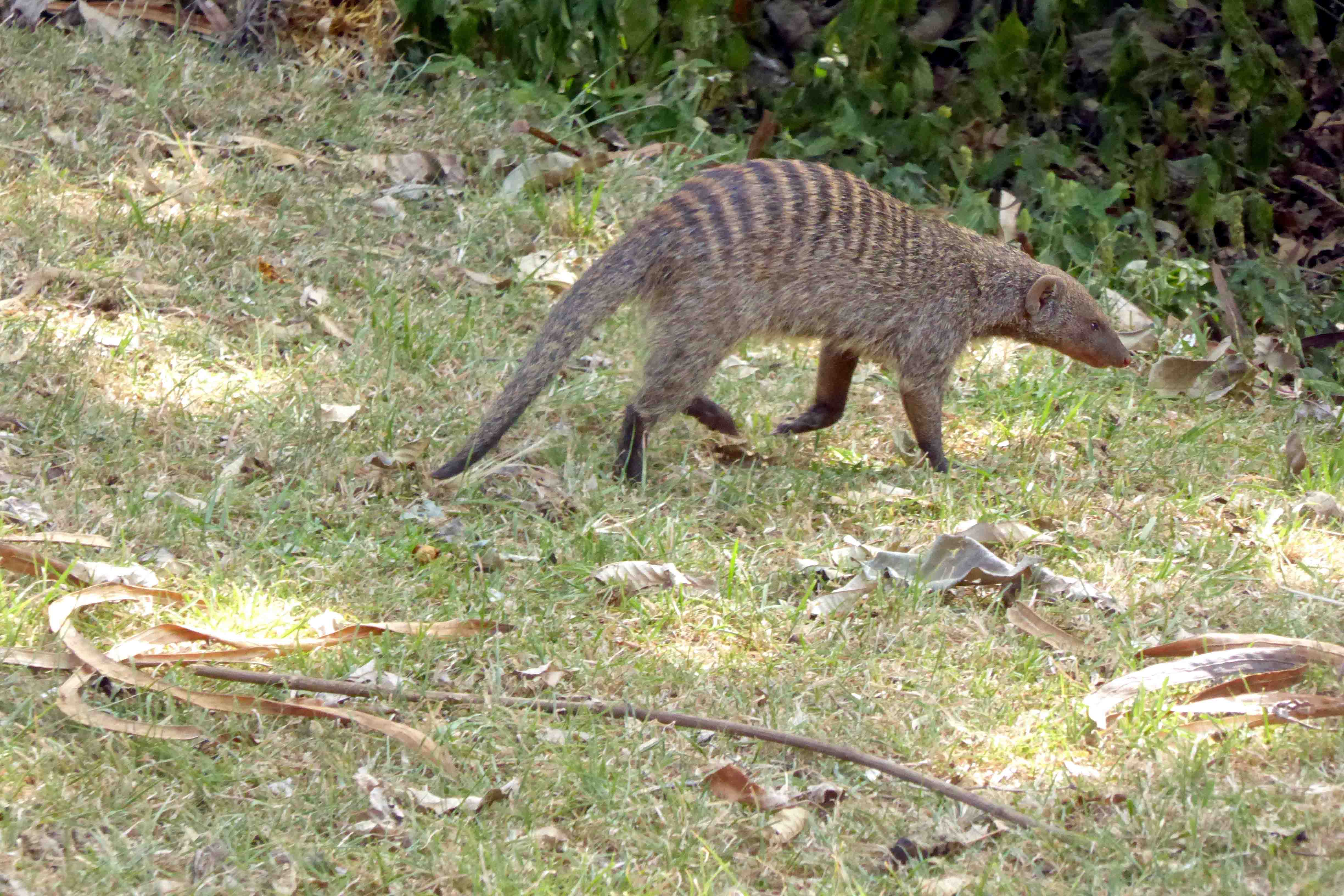 Striped Mongoose