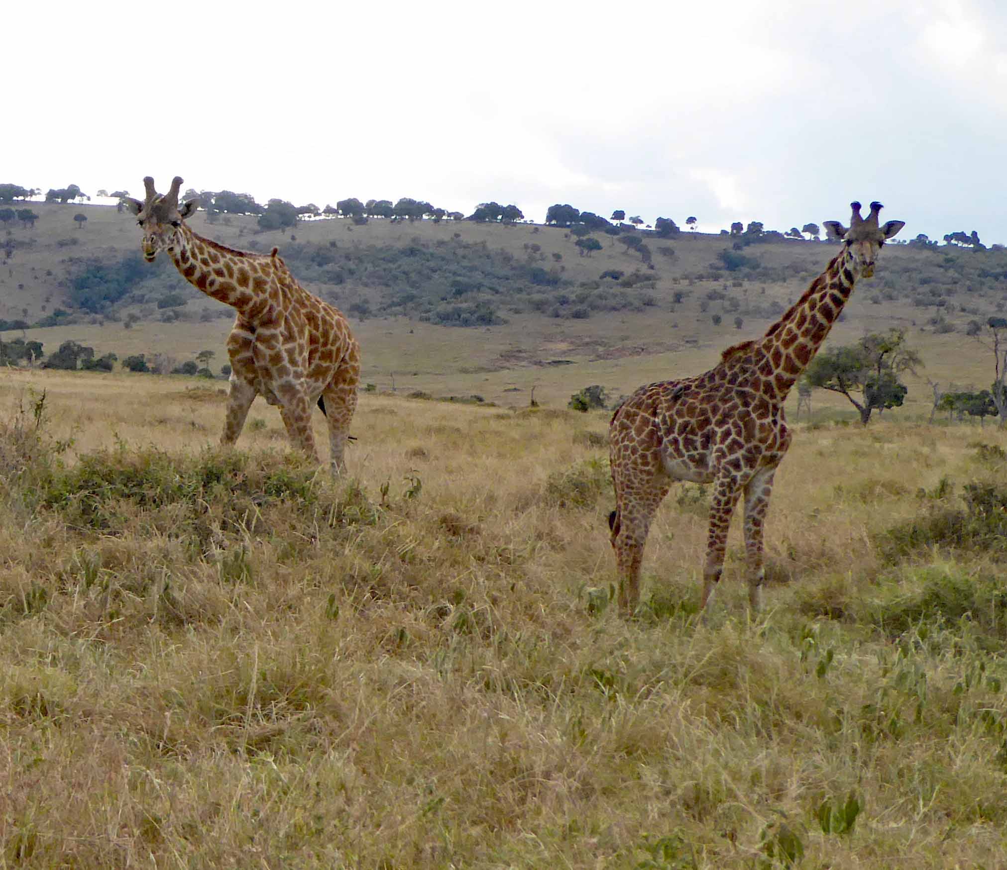 A pair of Massai Giraffes in Maasai Mara