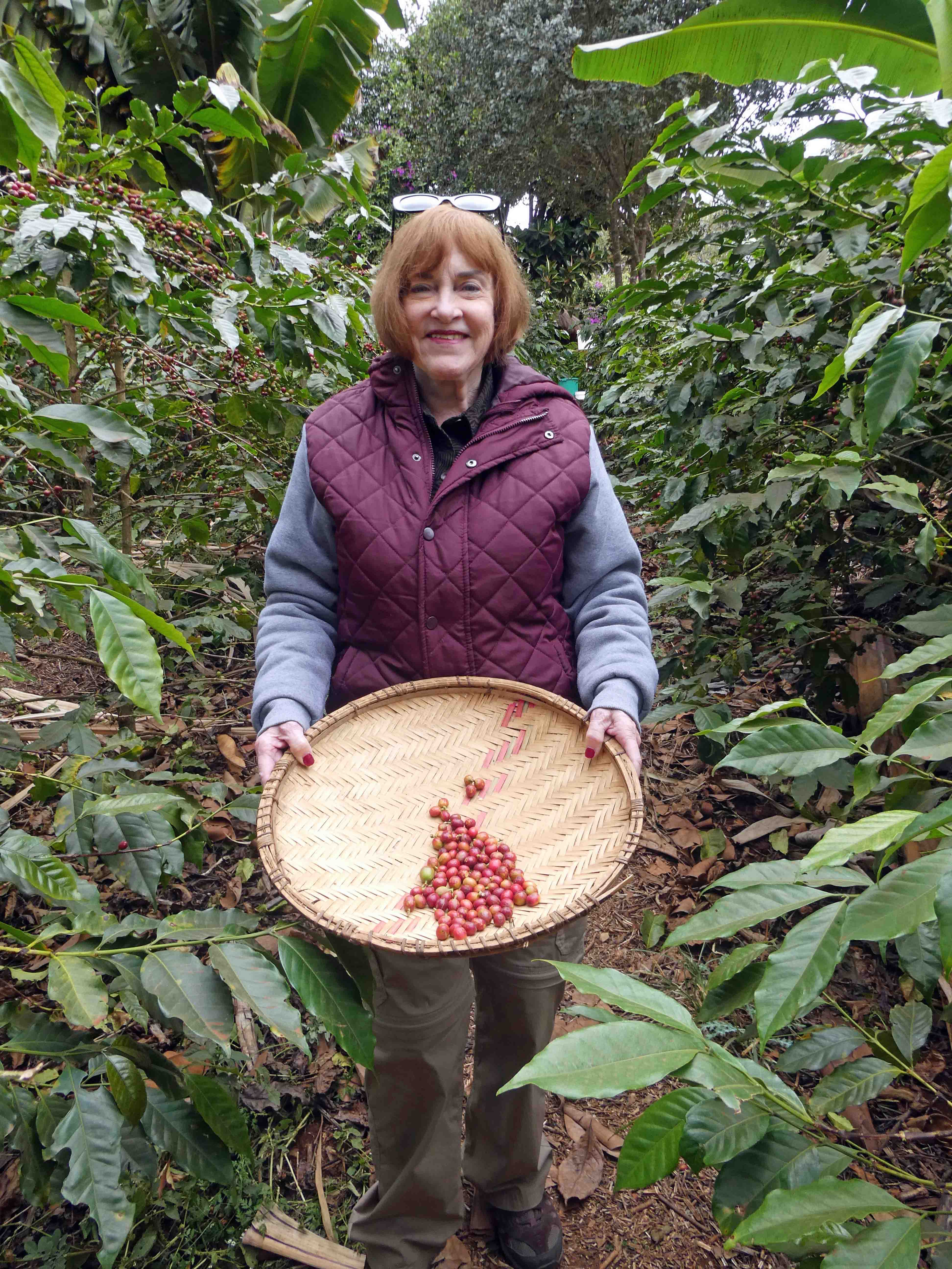 Some of the coffee beans we picked