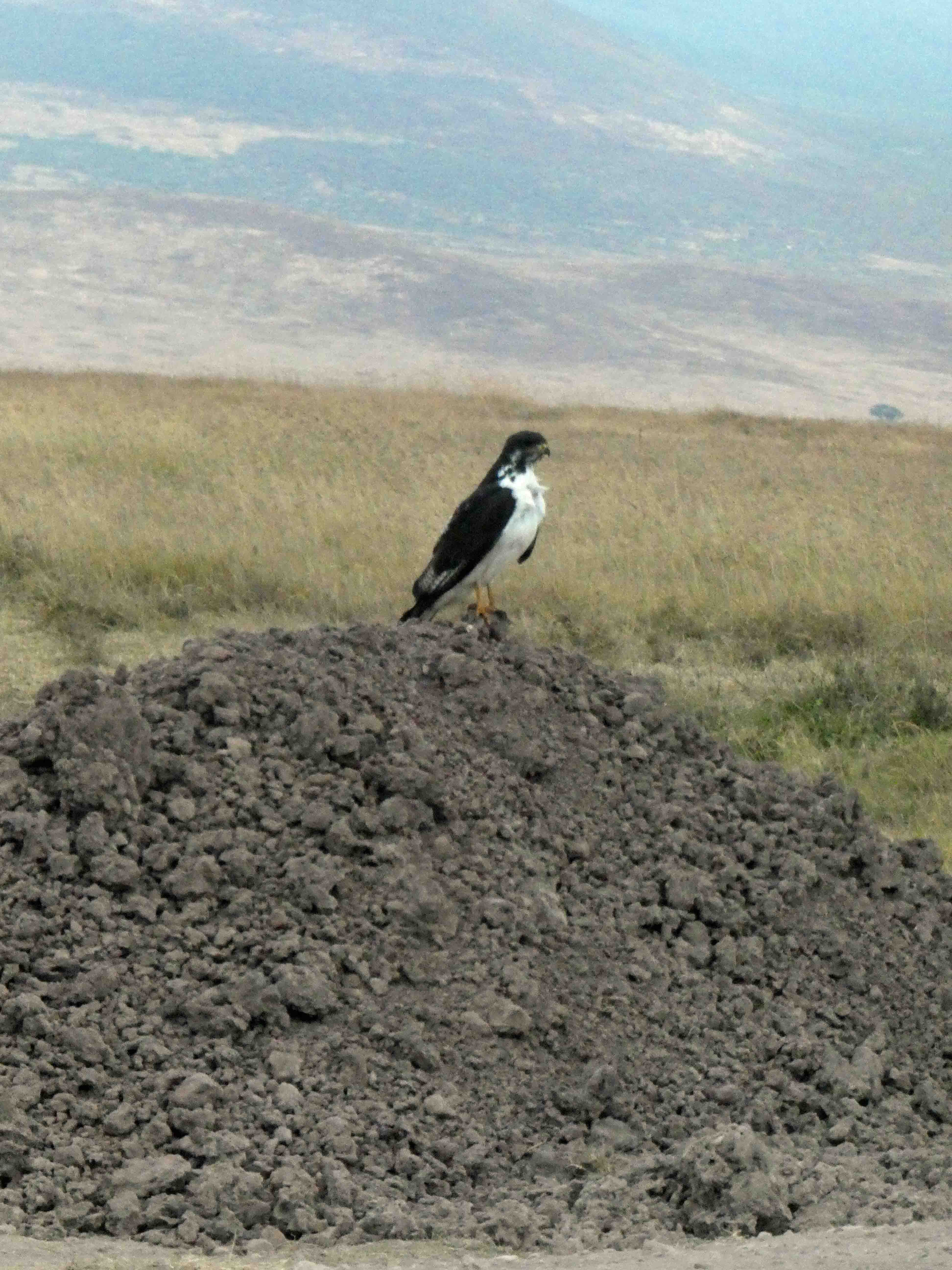 Augur Buzzard