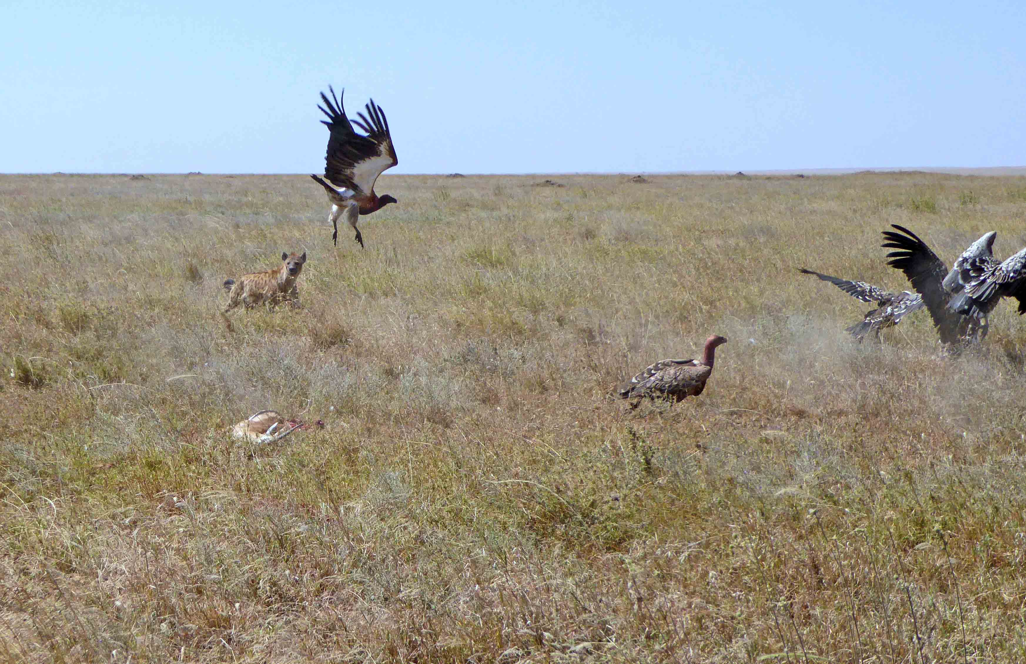 Hyena chasing Vultures from the kill