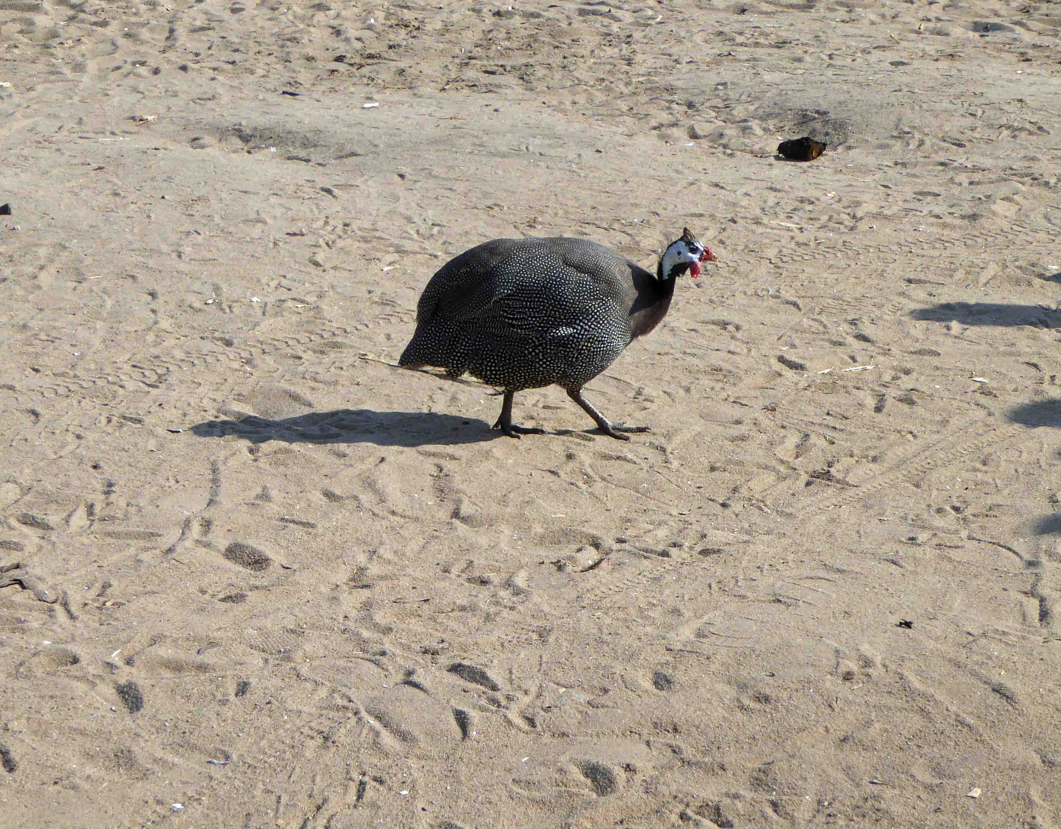 Guinea Fowl are called Kanga in Tanzanian
