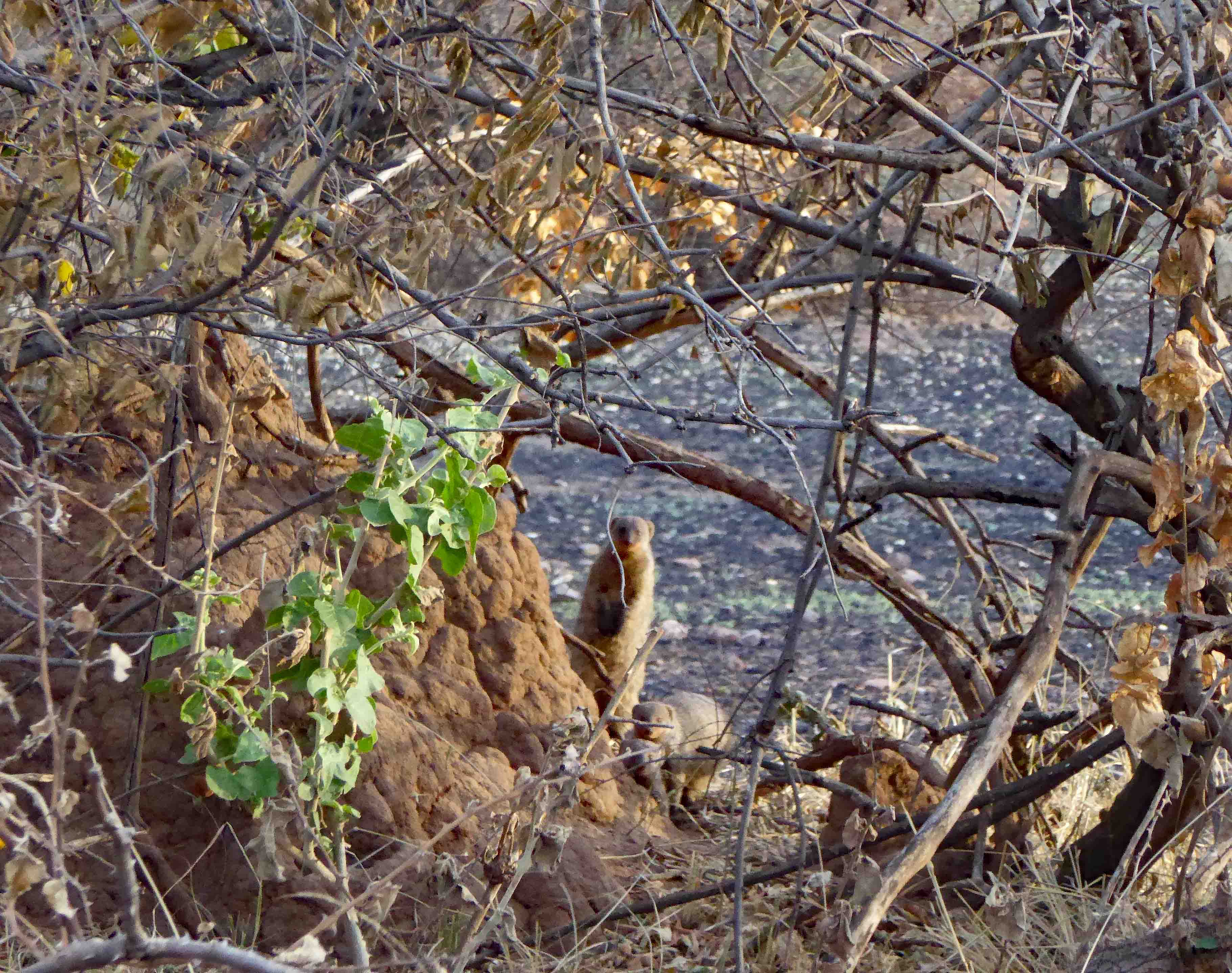 Curious Mongoose