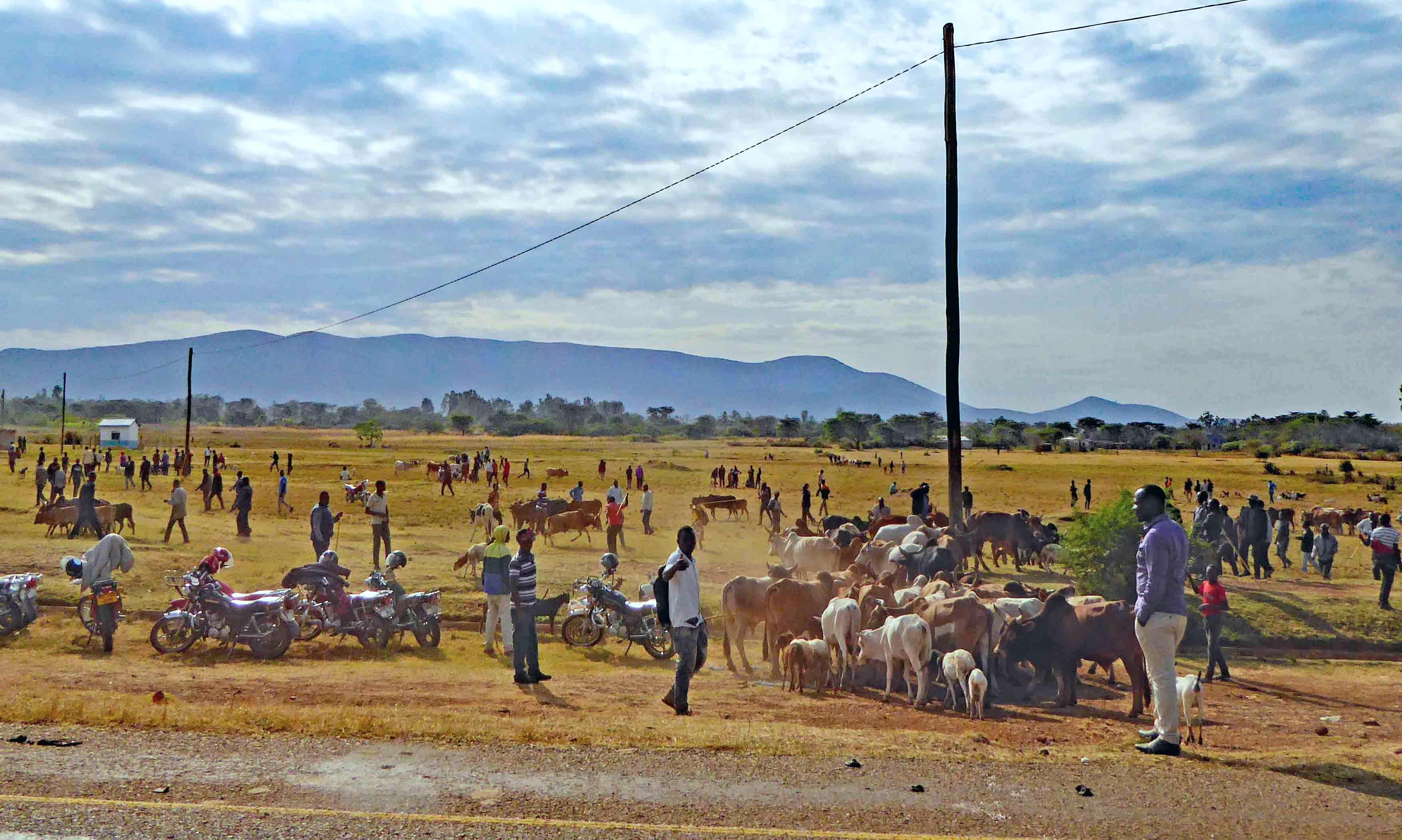 Livestock on the way to market