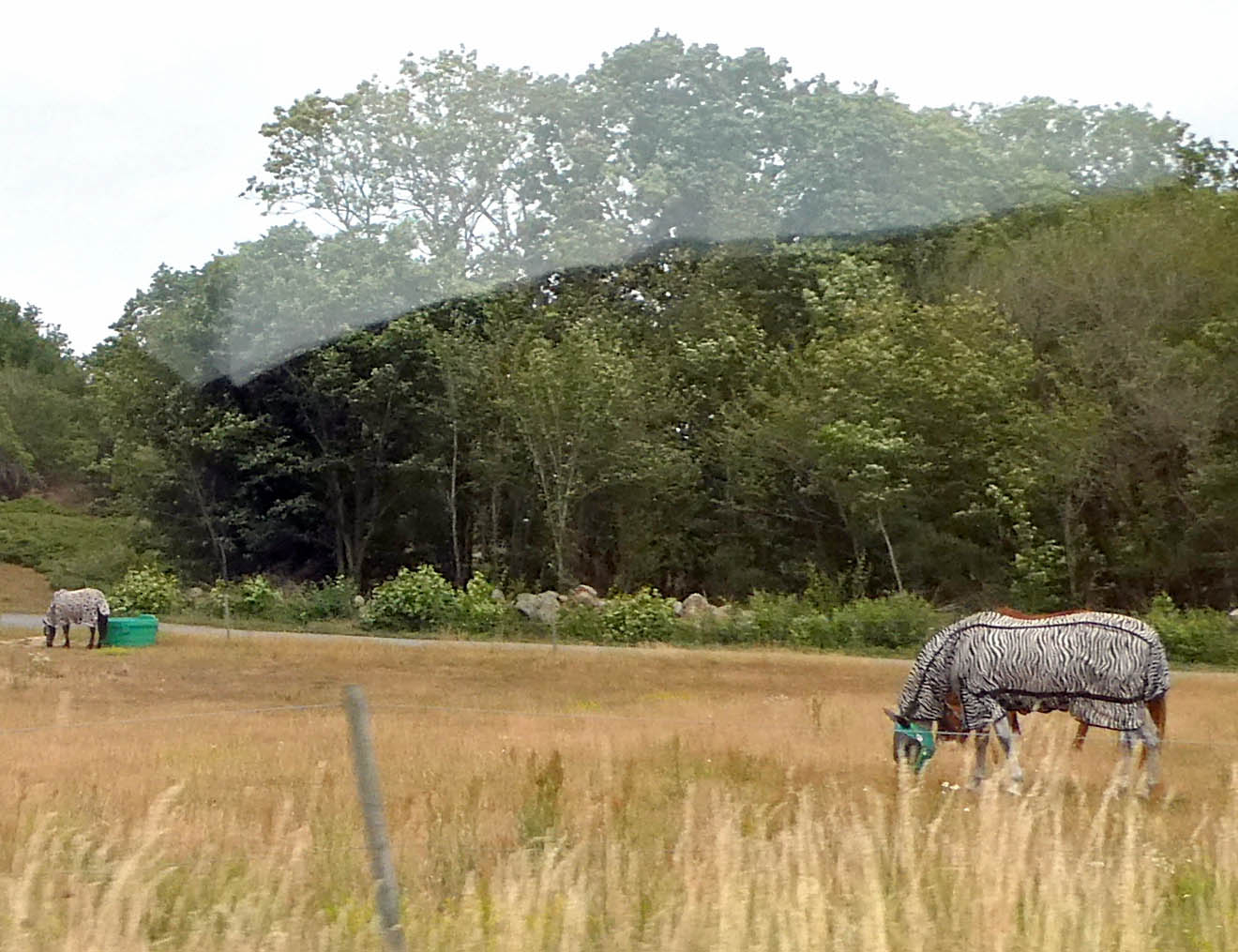 Horses wearing fly-covers on Bornholm Island, Denmark