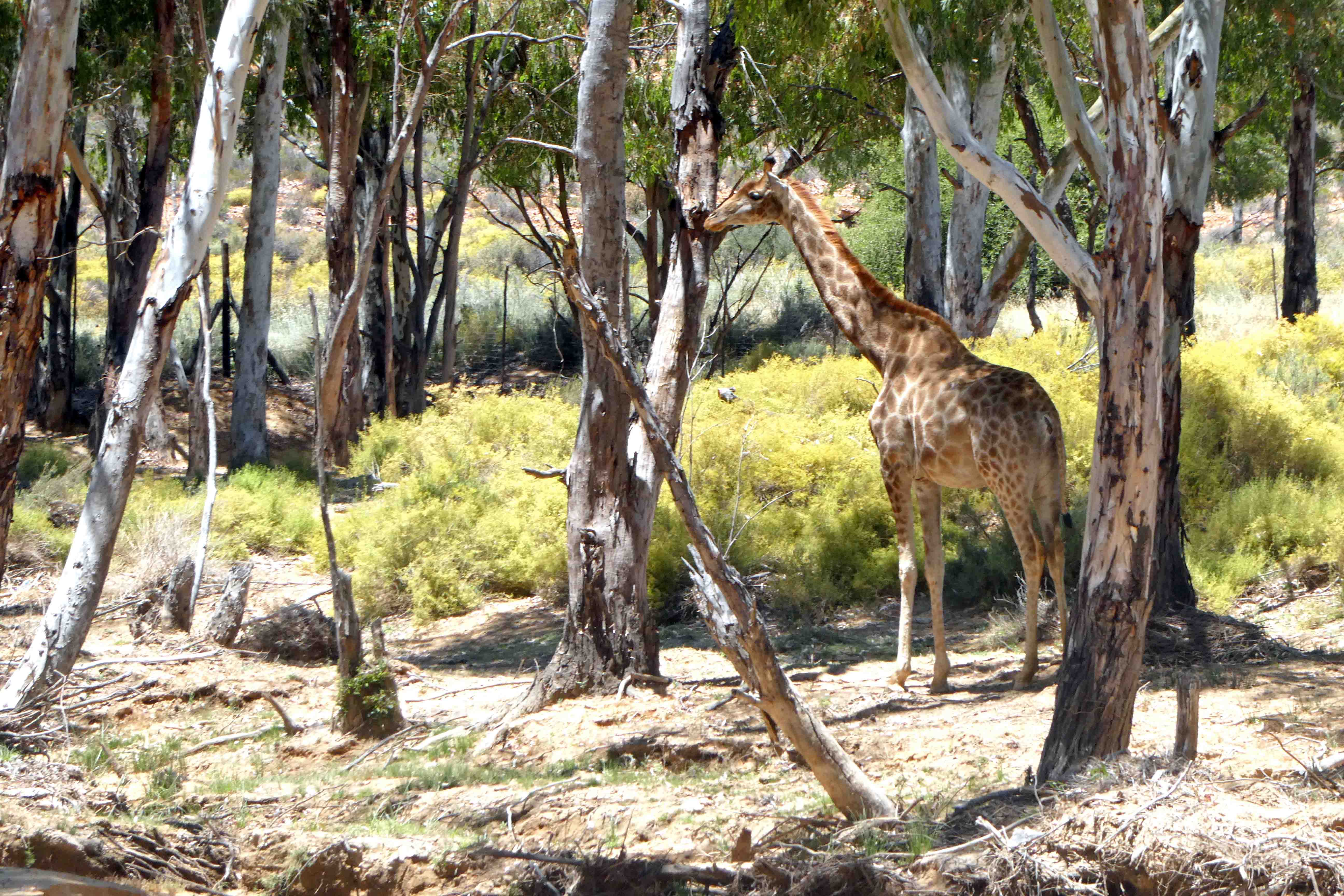 Giraffe in Aquila Game Reserve.JPG